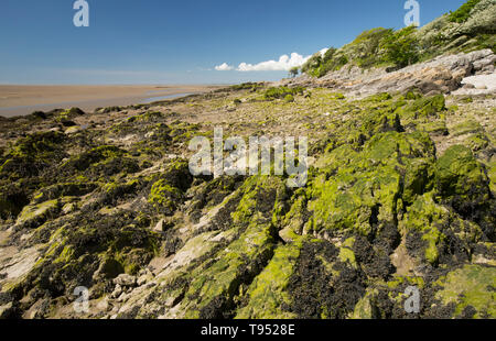 Una vista vicino a Jenny Brown del punto a bassa marea nei pressi del villaggio di Silverdale vicino al bordo di Morecambe Bay. La baia è nota per la sua potente t Foto Stock