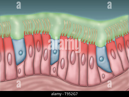 Medical illustrazione illustrante ciglia e il muco. Il ritmico movimento avanti e indietro delle ciglia sposta il muco e le particelle intrappolate, come batteri e virus, fuori dei seni. Foto Stock