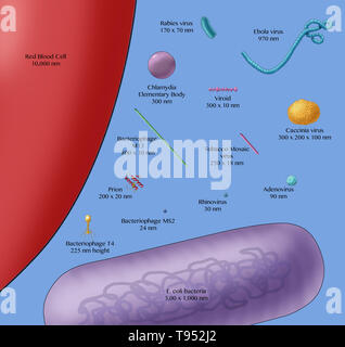 Illustrazione che mostra le dimensioni relative di un globulo rosso (sinistra), batteri (viola, fondo) e vari virus. Foto Stock