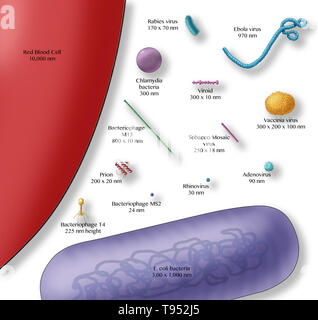 Illustrazione che mostra le dimensioni relative di un globulo rosso (sinistra), batteri (viola, fondo) e vari virus. Foto Stock