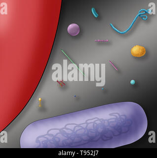 Illustrazione che mostra le dimensioni relative di un globulo rosso (sinistra), batteri (viola, fondo) e vari virus. Foto Stock