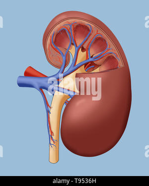 Una sezione illustrazione anatomica di un rene sano. Foto Stock