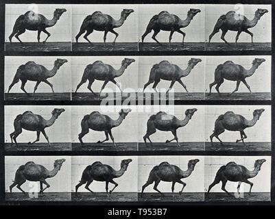 Stop-azione fotografie di un cammello in esecuzione da Eadweard Muybridge (1830-1904). Muybridge era un fotografo inglese conosciuto per il suo lavoro pionieristico in studi fotografici di movimento e in movimento di proiezione dell'immagine. Il suo lavoro pionieristico sulla locomozione animale nel 1877 e 1878 utilizzato di più telecamere per catturare il movimento in stop-azione fotografie. Nel 1880, entrò in un periodo molto fruttuoso presso la University of Pennsylvania in Philadelphia, producendo oltre 100.000 immagini di animali e di esseri umani in motion catturando ciò che l'occhio umano non poteva distinguere come movimenti separati. Foto Stock