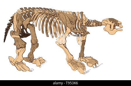 Illustrazione di un megatherium scheletro, da Louis Figuier il mondo prima del diluvio, 1867 edizione americana. Questo scheletro è stato trovato in Paraguay nel 1788, ed è stata esposta nel Museo di Storia Naturale di Madrid, Spagna. L'ombreggiato profondamente le ossa sono mancanti. Megatherium era tra 12 e 13 piedi di lunghezza e 5 o 6 piedi alto. Foto Stock