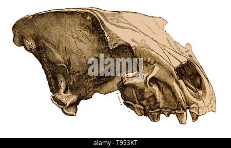 Cranio di una grotta iena (Hyaena spelaea), da Louis Figuier il mondo prima del diluvio, 1867 edizione americana. Grotta iene, ormai considerato una sottospecie di odierna spotted iena, vissuto in Europa durante il Pleistocene. Questo cranio è stata trovata in una grotta in Inghilterra. Foto Stock