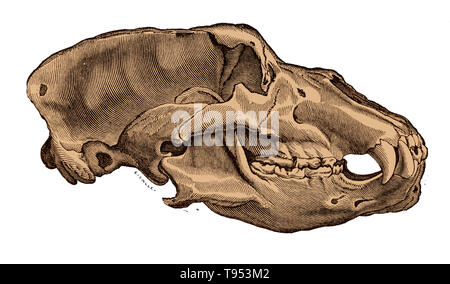 Cranio di un orso delle caverne (Ursus spelaeus), da Louis Figuier il mondo prima del diluvio, 1867 edizione americana. Orsi delle caverne erano abbondanti in Europa durante il Pleistocene superiore, da circa 200.000 a 20.000 anni fa. Foto Stock