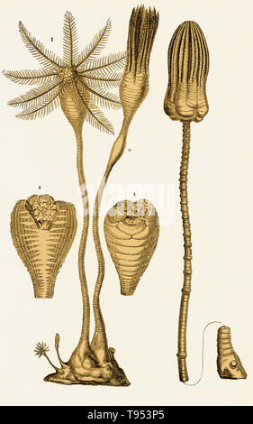 Crinoidi dal il Giurassico. Sulla sinistra è Apiocrinites rotundus, (1) alimentazione, (a) chiuso, (3) sezione trasversale, e (4) una sezione verticale che mostra il canale alimentare. Sulla destra è Encrinus liliformis. Illustrazione da Louis Figuier il mondo prima del diluvio, 1867 edizione americana. Foto Stock