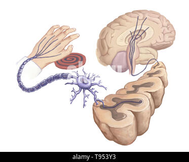 Illustrazione di una mano toccando una stufa calda e elemento di reazione nel corpo di circuiti neurali. Foto Stock