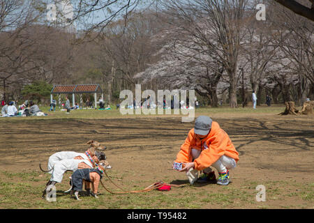 I CANI IN GIARDINO YOYOGI, TOKYO Foto Stock