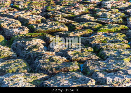 Naturale di formazioni rocciose e le piscine sul fondale ricoperto da alghe e erose dal mare nel pomeriggio di sole in estate Foto Stock