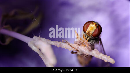 Hoverfly seduti in un fiore o meglio ancora, aderisce saldamente sul pistillo del fiore. Dettagliate e nitide nelle macro Ritratto di hoverfly eye Foto Stock