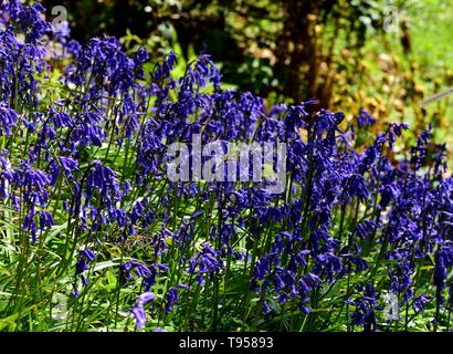 Un cluster di Bluebells accesa su un pendio. Foto Stock