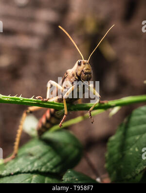 Locust ritratto Foto Stock