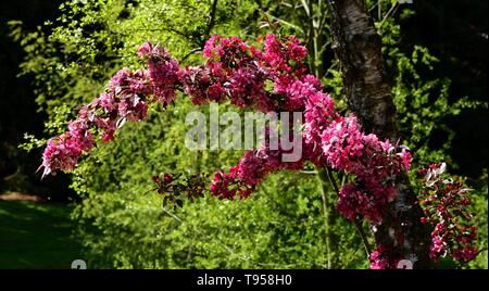 Un ramo di Crab Apple profusione coperto in fiore. Foto Stock