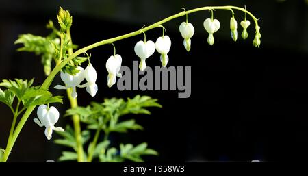 Un inarcamento di spray bianco Cuore di sanguinamento. Foto Stock