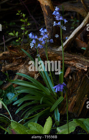 Bluebells e ramoscello in un inglese di molla, Stratford, England, Regno Unito, Europa Foto Stock