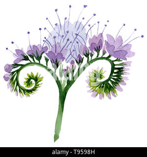 Viola phacelia floreale di fiori botanica. Acquerello illustrazione dello sfondo impostato. Isolato phacelia illustrazione elemento. Foto Stock