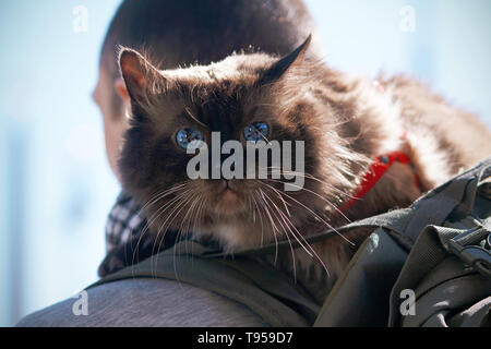 Frightened bellissima purosangue cat con splendidi occhi blu e un cavo rosso siede sulla spalla del proprietario che lo ha portato in un viaggio. Foto Stock