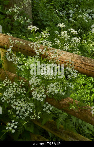 Mucca Prezzemolo e tronchi di legno astratto della molla nella campagna inglese vicino a Stratford-su-Avon, England, Regno Unito, Europa Foto Stock