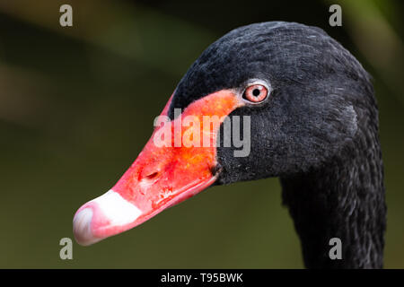 Close-up di Black Swan testa Foto Stock