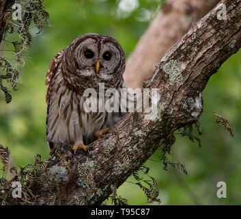 Bloccate il Gufo in Florida Foto Stock