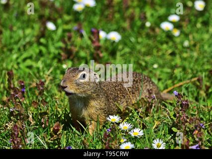 Terreno europeo scoiattolo - Spermophilus citellus Foto Stock