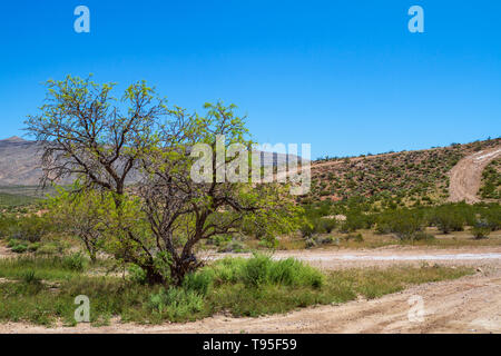 Lone Tree su un sentiero con le colline Foto Stock