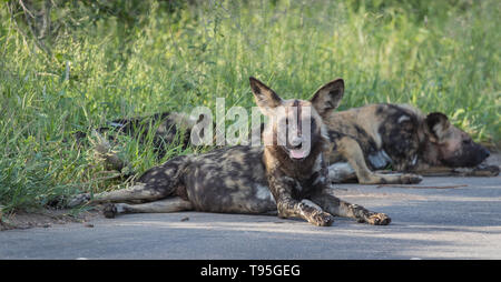 Cani selvatici nel grande Parco Nazionale Kruger, Sud Africa Foto Stock