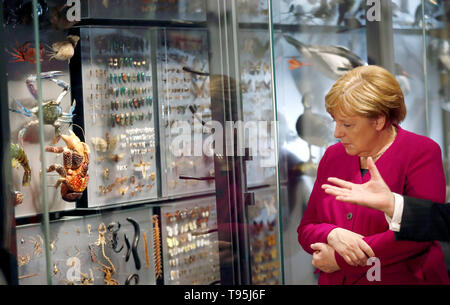 Berlino, Germania. 16 Maggio, 2019. Il cancelliere Angela Merkel (CDU) visite al Museo di Storia Naturale. Credito: Hannibal Hanschke/Reuters Piscina/dpa/Alamy Live News Foto Stock