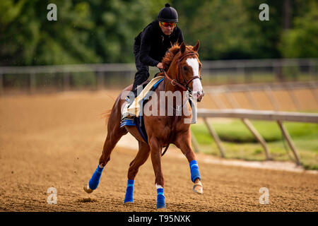 Baltimore, Maryland, Stati Uniti d'America. 16 Maggio, 2019. BALTIMORE, MARYLAND - 16 Maggio: improbabile si prepara per il Preakness Stakes di Pimlico racecourse a Baltimora, Maryland il 16 maggio 2019. Evers/Eclipse Sportswire/CSM/Alamy Live News Foto Stock