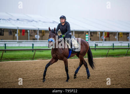 Baltimore, Maryland, Stati Uniti d'America. 16 Maggio, 2019. BALTIMORE, MARYLAND - 16 Maggio: Anothertwistafate si prepara per il Preakness Stakes di Pimlico racecourse a Baltimora, Maryland il 16 maggio 2019. Evers/Eclipse Sportswire/CSM/Alamy Live News Foto Stock