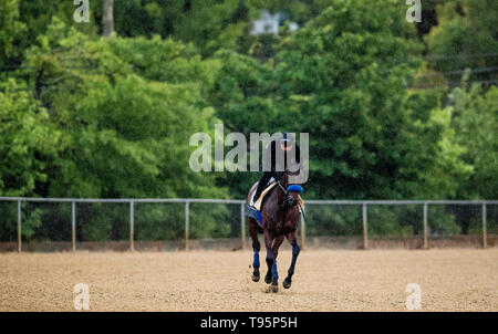 Baltimore, Maryland, Stati Uniti d'America. 16 Maggio, 2019. BALTIMORE, MARYLAND - 16 Maggio: Anothertwistafate si prepara per il Preakness Stakes di Pimlico racecourse a Baltimora, Maryland il 16 maggio 2019. Evers/Eclipse Sportswire/CSM/Alamy Live News Foto Stock