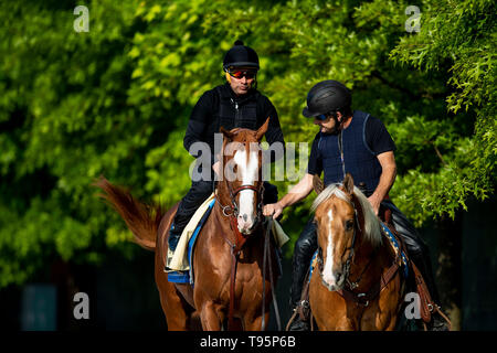 Baltimore, Maryland, Stati Uniti d'America. 16 Maggio, 2019. BALTIMORE, MARYLAND - 16 Maggio: improbabile si prepara per il Preakness Stakes di Pimlico racecourse a Baltimora, Maryland il 16 maggio 2019. Evers/Eclipse Sportswire/CSM/Alamy Live News Foto Stock