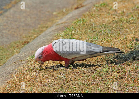 Visitare l'Australia. Il Galah (Eolophus roseicapilla) è un comune cacatua Australiano. Si è trovato in tutta l Australia, ed è endemica in terraferma Foto Stock