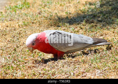 Visitare l'Australia. Il Galah (Eolophus roseicapilla) è un comune cacatua Australiano. Si è trovato in tutta l Australia, ed è endemica in terraferma Foto Stock