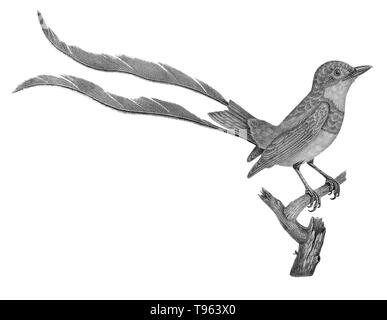 Strano-tailed tiranno (Alectrurus risora) maschio da La Galerie des oiseaux du Cabinet d'histoire Naturelle du Jardin du Roi, 1834 edition, scritto da Louis Pierre Vieillot, con piastre di Paul Louis Oudart. La strana-tailed tiranno si trova nelle praterie di Argentina, Paraguay e Uruguay, è vulnerabile alla perdita di habitat. La femmina degli uccelli piume di coda non sono così lunghi e feathery. Foto Stock