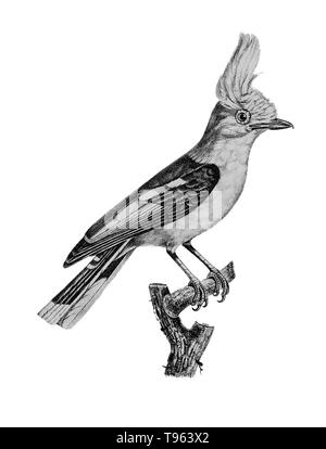 Helmetshrike da La Galerie des oiseaux du Cabinet d'histoire Naturelle du Jardin du Roi, 1834 edition, scritto da Louis Pierre Vieillot, con piastre di Paul Louis Oudart. Vieillot diede la helmetshrikes loro genere latino nome, Prionops. Questo è probabilmente il bianco-crested helmetshrike, Prionops plumatus. Foto Stock