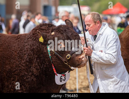 Pastore con allevamento di bestiame la guida la memory stick e rosso rubino Devon bull a la contea del Devon visualizza, 2019 Foto Stock
