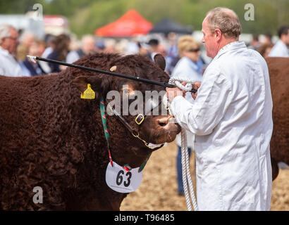 Pastore con allevamento di bestiame la guida la memory stick e rosso rubino Devon bull a la contea del Devon visualizza, 2019 Foto Stock