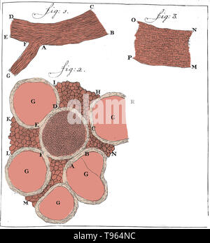 Sezioni di nervi disegnata da Anthony van Leeuwenhoek. In figura 1 : una sezione longitudinale del nervo periferico. Fig. 2: la sezione trasversale di un nervo che mostra le singole fibre. Data di pubblicazione: 1719. Leeuwenhoek (1632-1723) era un scienziato olandese, ora considerato il primo microbiologo. Egli è meglio conosciuto per il suo lavoro sul miglioramento del microscopio e per i suoi contributi verso lo stabilimento di microbiologia. Foto Stock