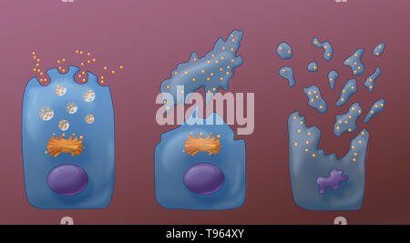 Illustrazione che mostra i tre tipi di secrezione esocrina (da sinistra a destra): Merocine, Apocrine e Holocrine. In Merocine la secrezione, la cella rimane intatta; nella secrezione apocrina, il pizzicato dalla porzione della cella è la secrezione; e in Holocrine, la cellula matura muore e diventa il prodotto di secrezione. Foto Stock