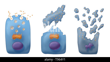 Illustrazione che mostra i tre tipi di secrezione esocrina (da sinistra a destra): Merocine, Apocrine e Holocrine. In Merocine la secrezione, la cella rimane intatta; nella secrezione apocrina, il pizzicato dalla porzione della cella è la secrezione; e in Holocrine, la cellula matura muore e diventa il prodotto di secrezione. Foto Stock