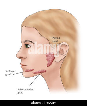 Illustrazione che mostra la posizione delle ghiandole salivari in un profilo femmina. Foto Stock