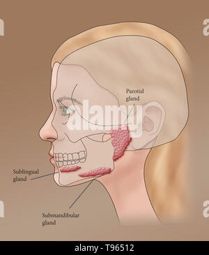 Illustrazione che mostra la posizione delle ghiandole salivari in un profilo femmina. Foto Stock