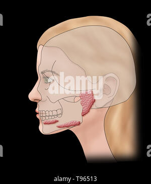 Illustrazione che mostra la posizione delle ghiandole salivari in un profilo femmina. Foto Stock