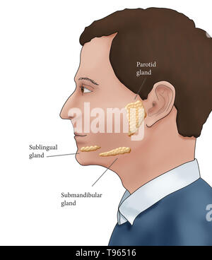 Illustrazione che mostra la posizione delle ghiandole salivari in un profilo maschio. Foto Stock