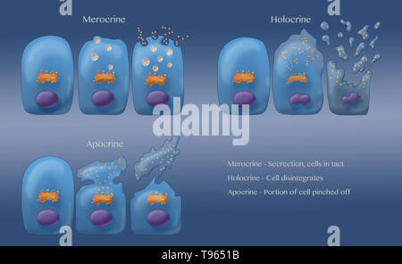 Illustrazione che mostra i tre tipi di secrezione esocrina (in senso orario a partire da in alto a sinistra): Merocine, Apocrine e Holocrine. In Merocine la secrezione, la cella rimane intatta; nella secrezione apocrina, il pizzicato dalla porzione della cella è la secrezione; e in Holocrine, la cellula matura muore e diventa il prodotto di secrezione. Foto Stock