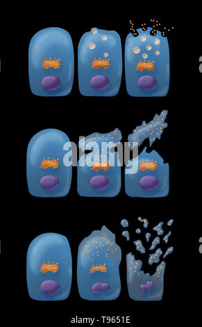 Illustrazione che mostra i tre tipi di secrezione esocrina (dall'alto in basso): Merocine, Apocrine e Holocrine. In Merocine la secrezione, la cella rimane intatta; nella secrezione apocrina, il pizzicato dalla porzione della cella è la secrezione; e in Holocrine, la cellula matura muore e diventa il prodotto di secrezione. Foto Stock