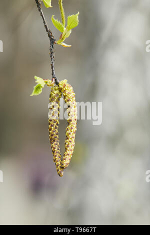 Close up amenti verde sul ramo di ontano nero su sfondo sfocato Foto Stock