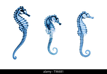 Immagine composita dalla storica raggi x dei cavallucci marini (Hippocampus sp.) realizzata da E. C. le Grice. Foto Stock